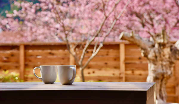 デッキからのお花見