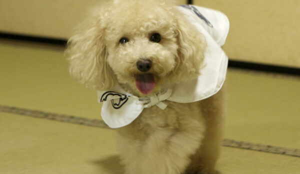 ペットと同泊できます！　1600