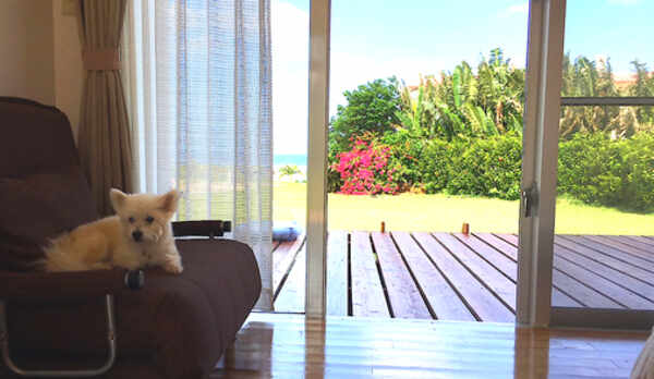 洋室はペットも泊まれます！