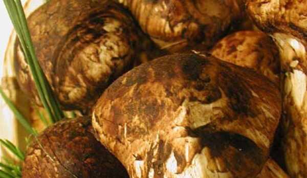 【松茸（イメージ）】秋限定♪会席＋松茸釜飯＆お吸い物付プランです！