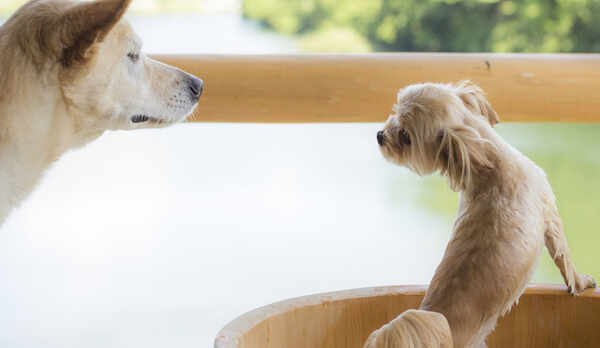 愛犬も温泉を楽しめる1
