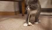 愛猫