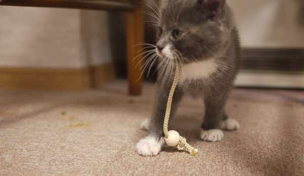 愛猫