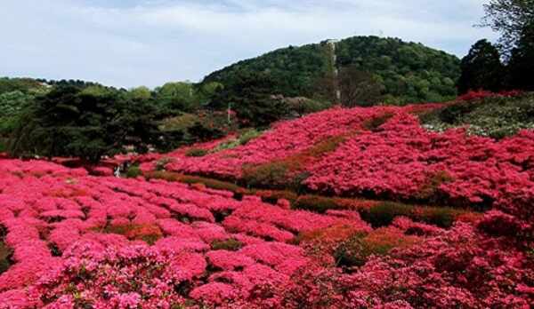 つつじの小室山公園