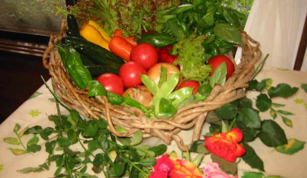 採り立ての高原野菜