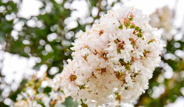 *施設内では季節の花をご観賞いただけます。