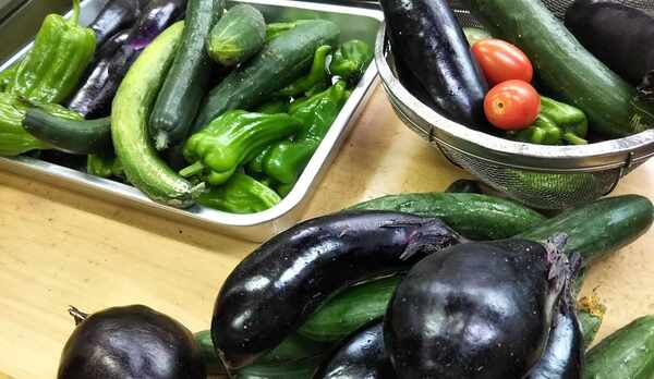 自家栽培のオーガニック野菜