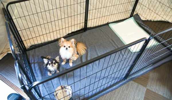 EISIA　I　わんちゃんと一緒に泊まれる1室限定のグランピングドーム