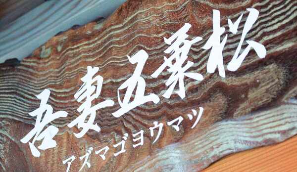 吾妻五葉松