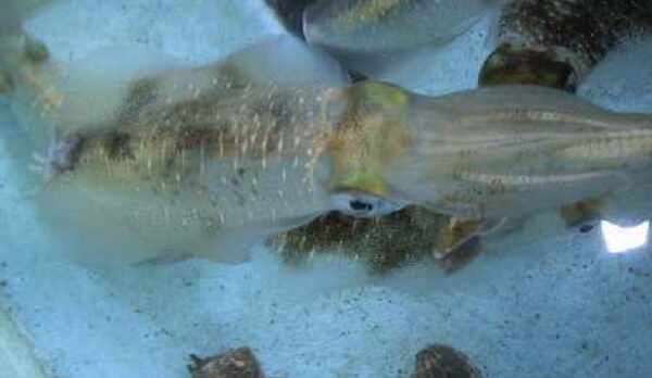 秋の味覚　アオリイカ