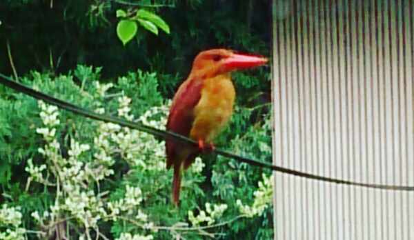 アカショウビン