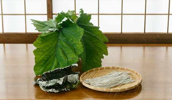 ぼくちの葉っぱ